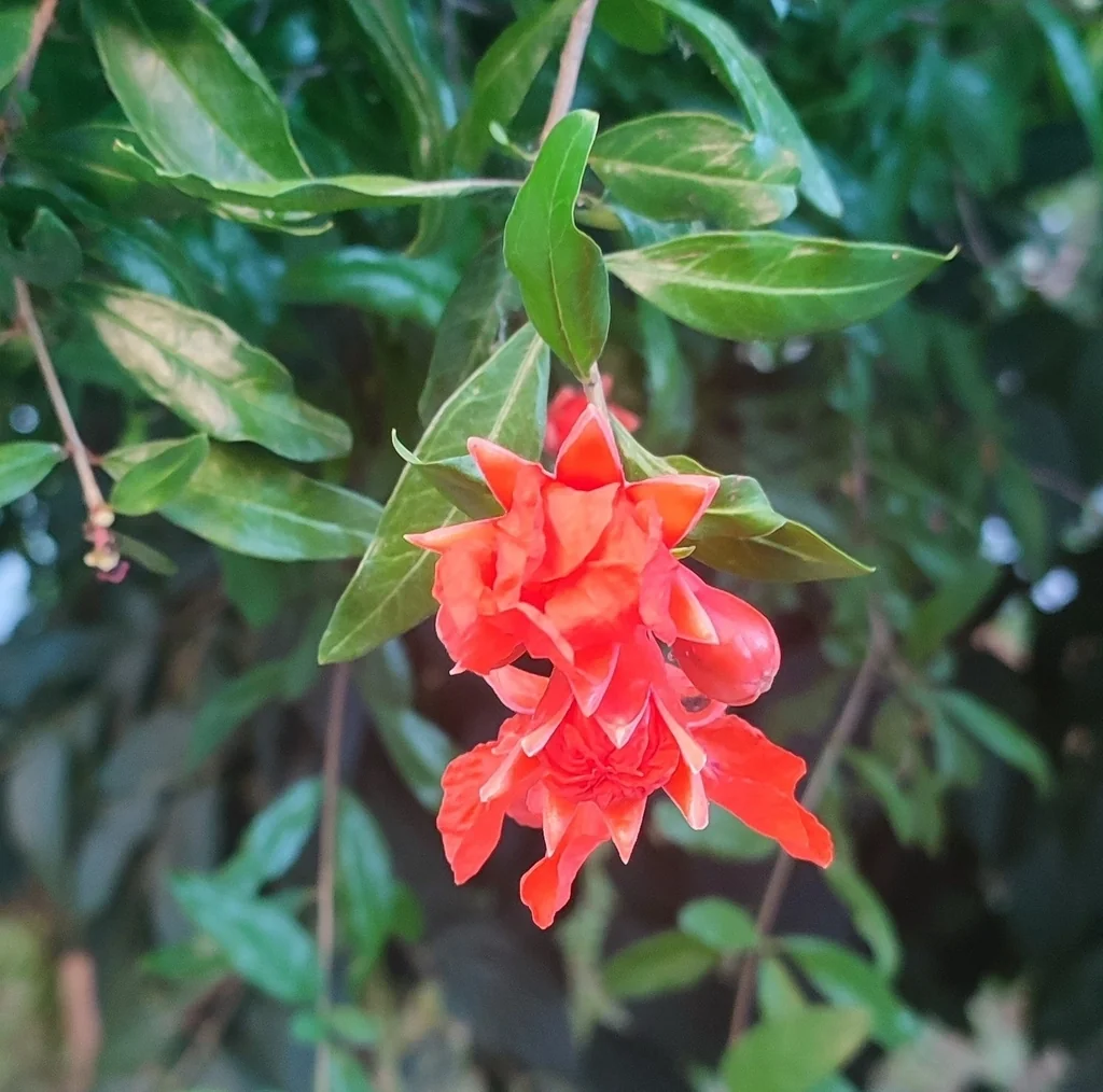 Punica granatum
