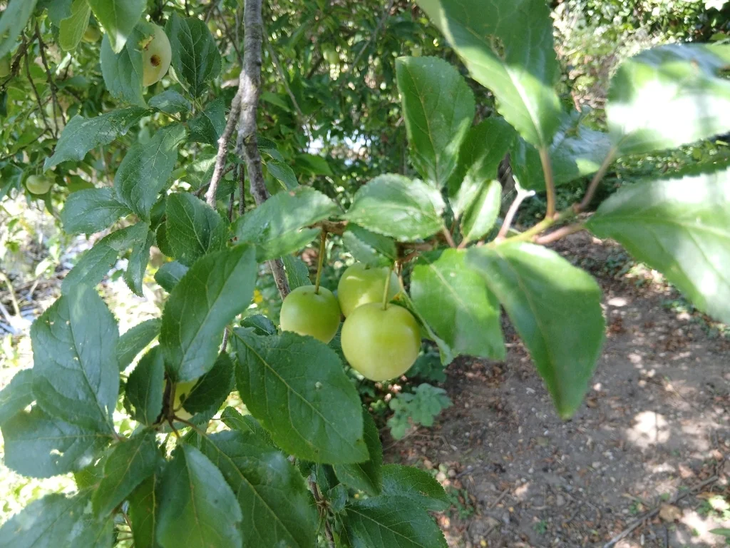 Prunus Cerasifera