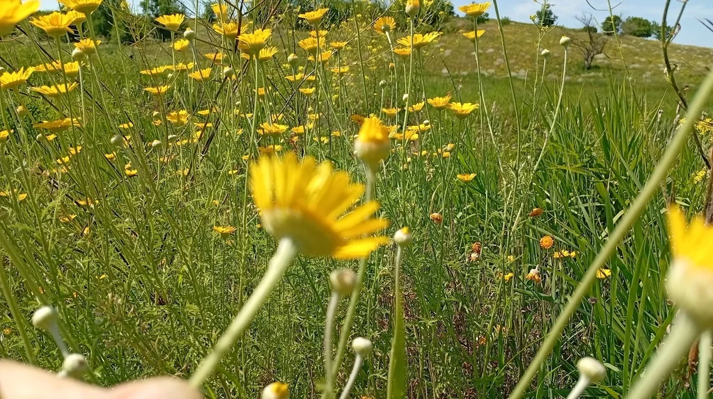 Anthemis Tinctoria