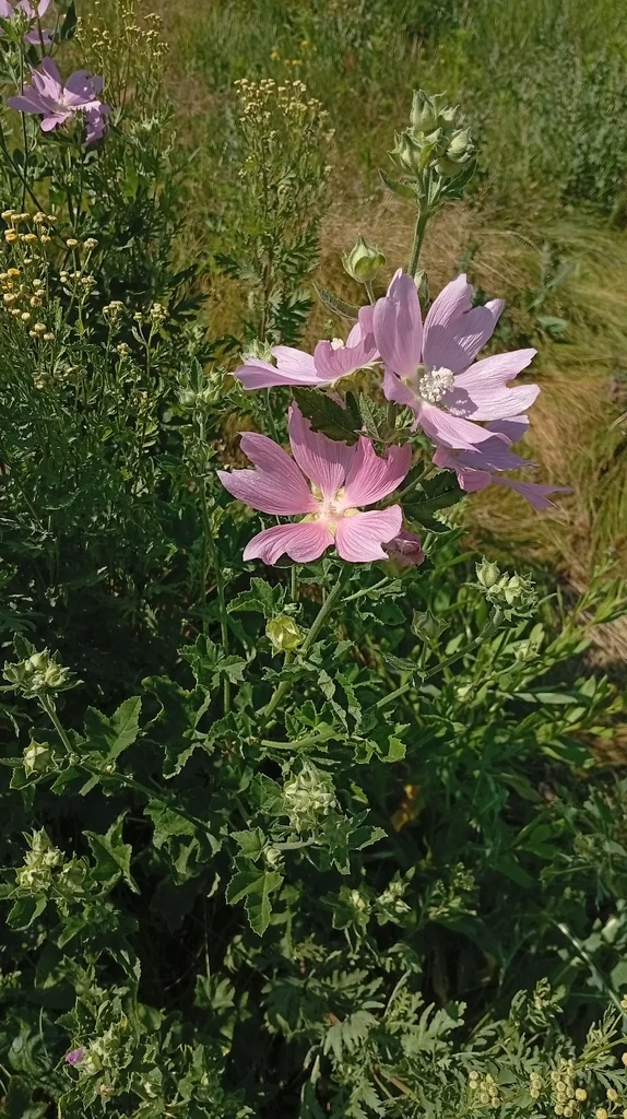 Lavatera Thuringiaca