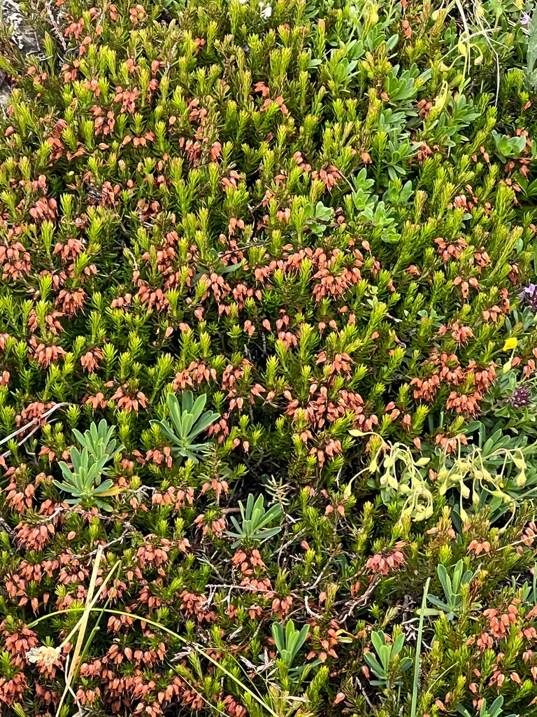 Erica Carnea