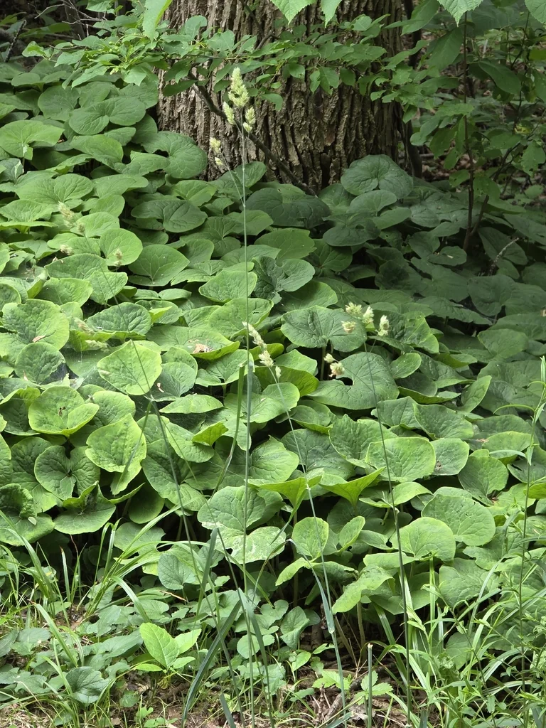 Asarum Canadense
