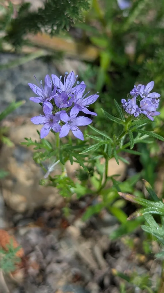 Gilia Capitata