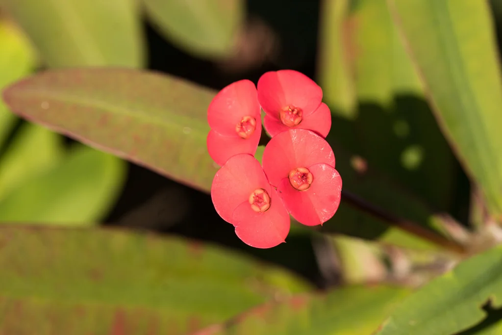 Euphorbia Milii
