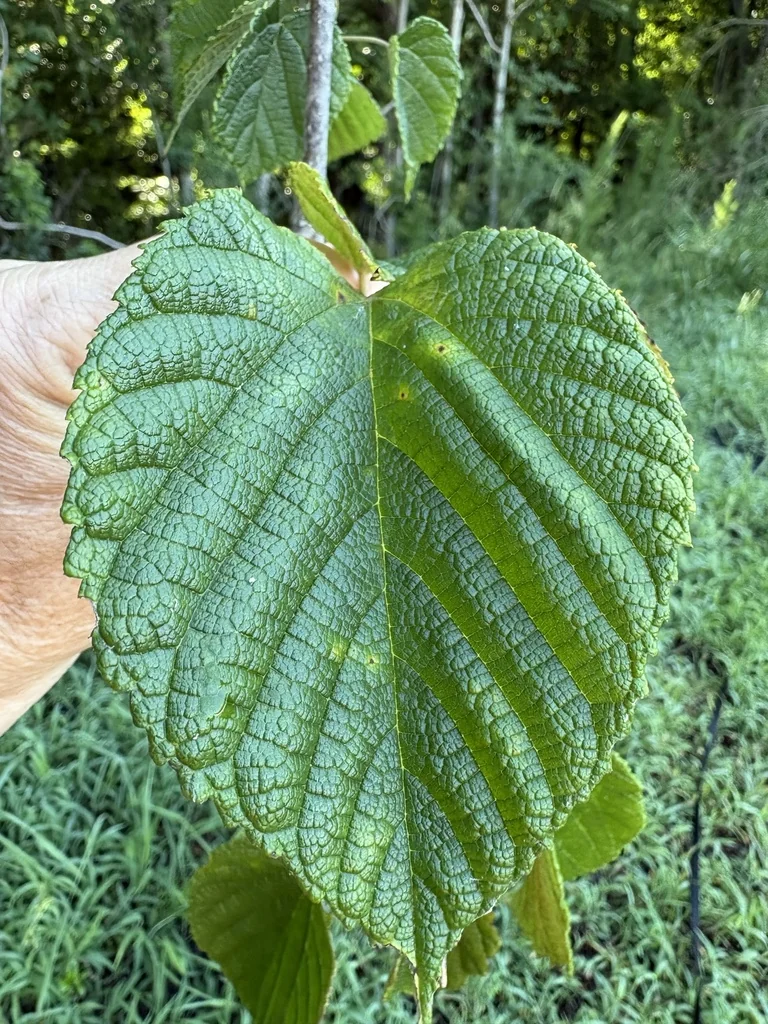 Morus Rubra