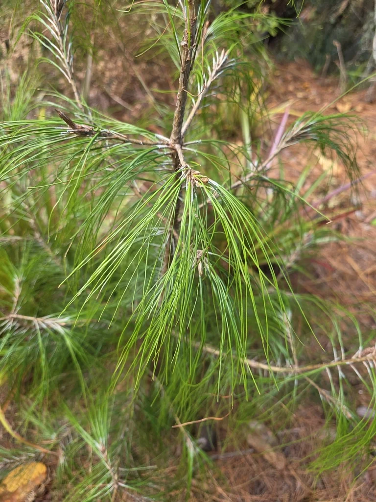 Pinus Patula