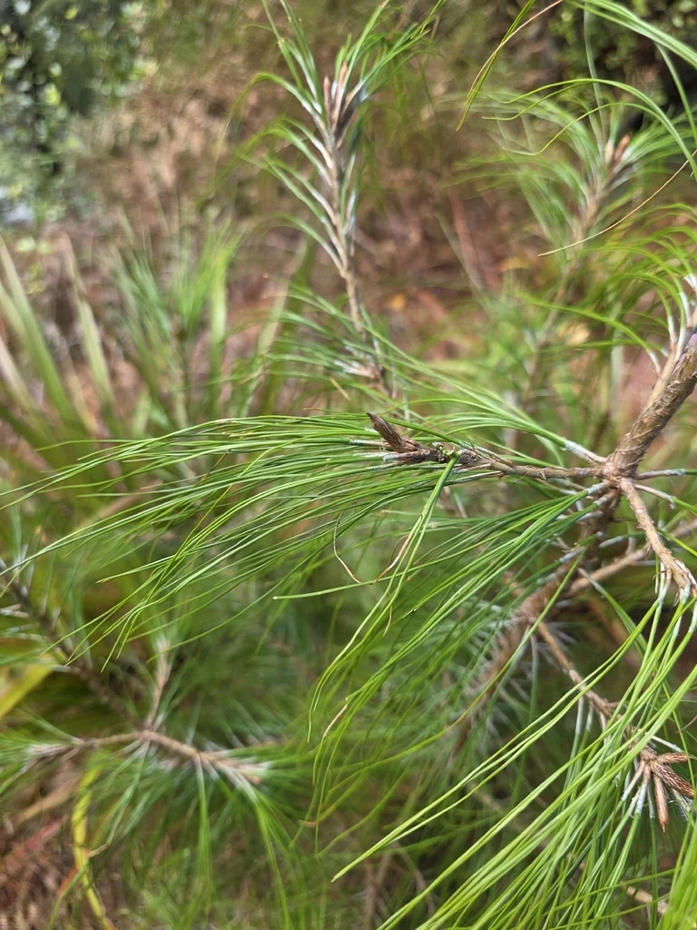 Pinus Patula