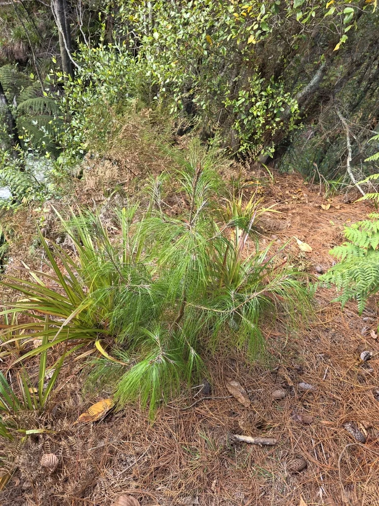 Pinus Patula