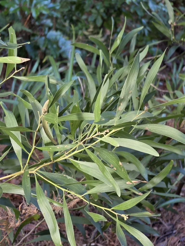 Acacia Melanoxylon