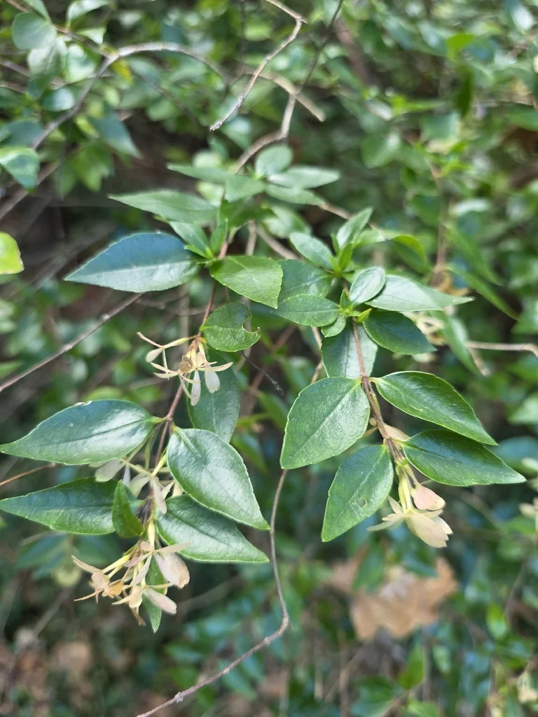 Abelia Chinensis