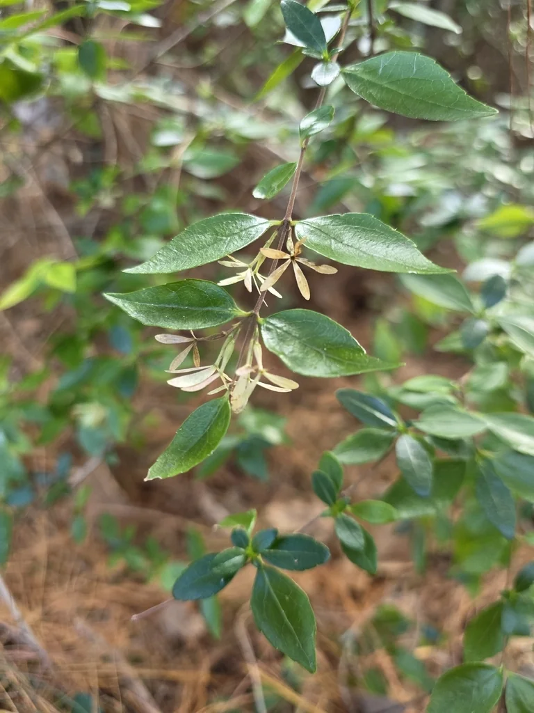Abelia Chinensis
