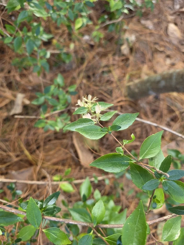 Abelia Chinensis
