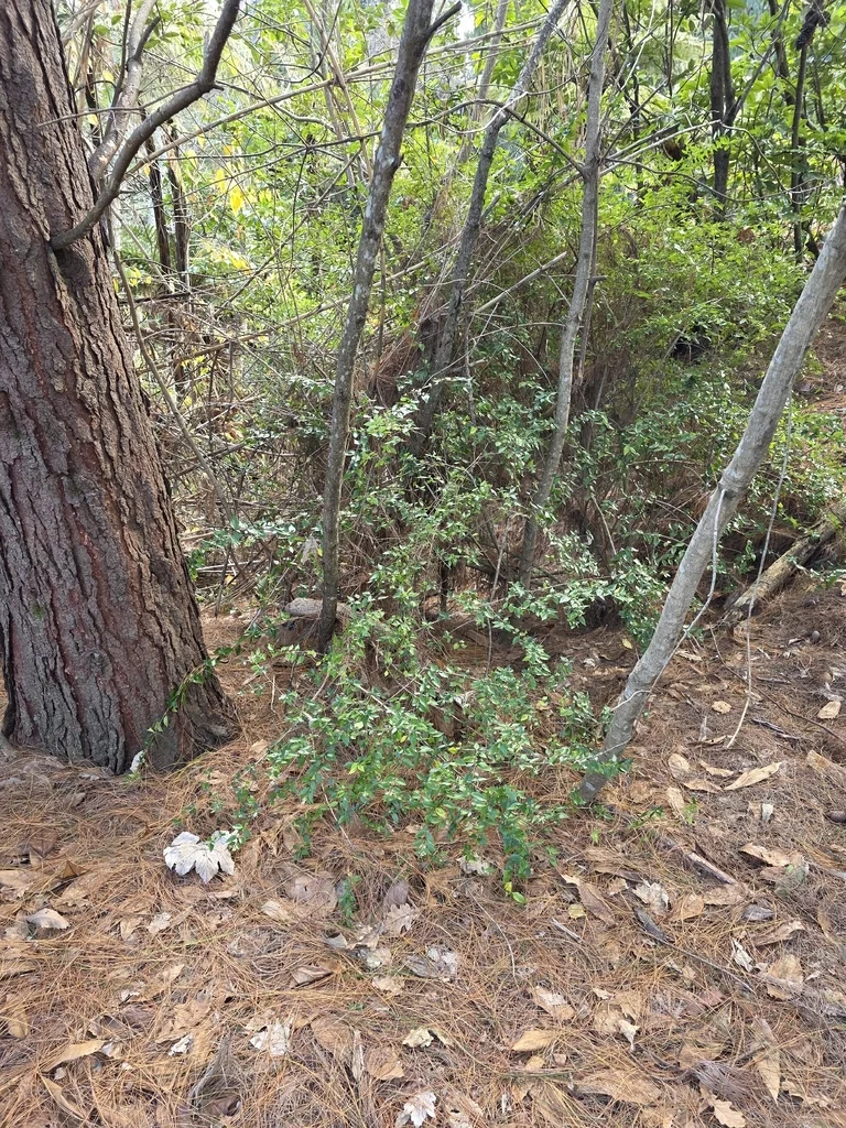 Abelia Chinensis