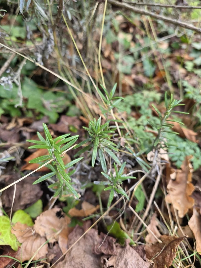 Rosmarinus Officinalis
