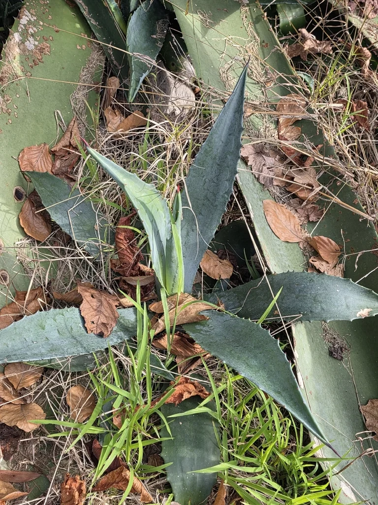 Agave Americana V. Marginata
