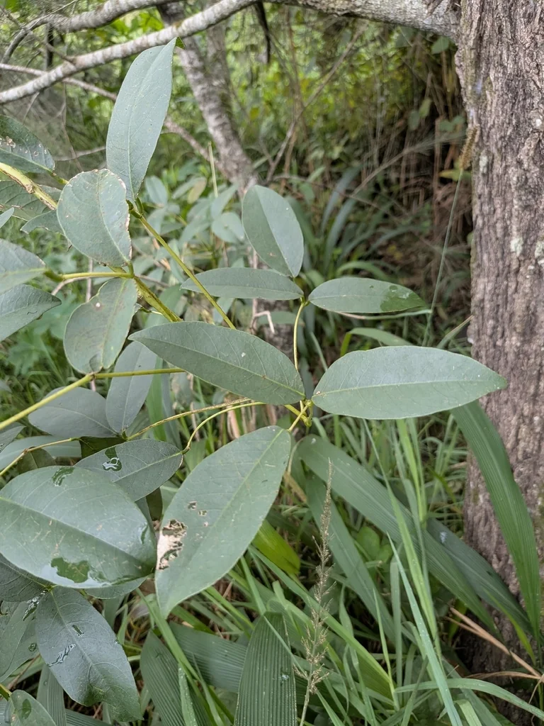 Erythrina Crista-Galli