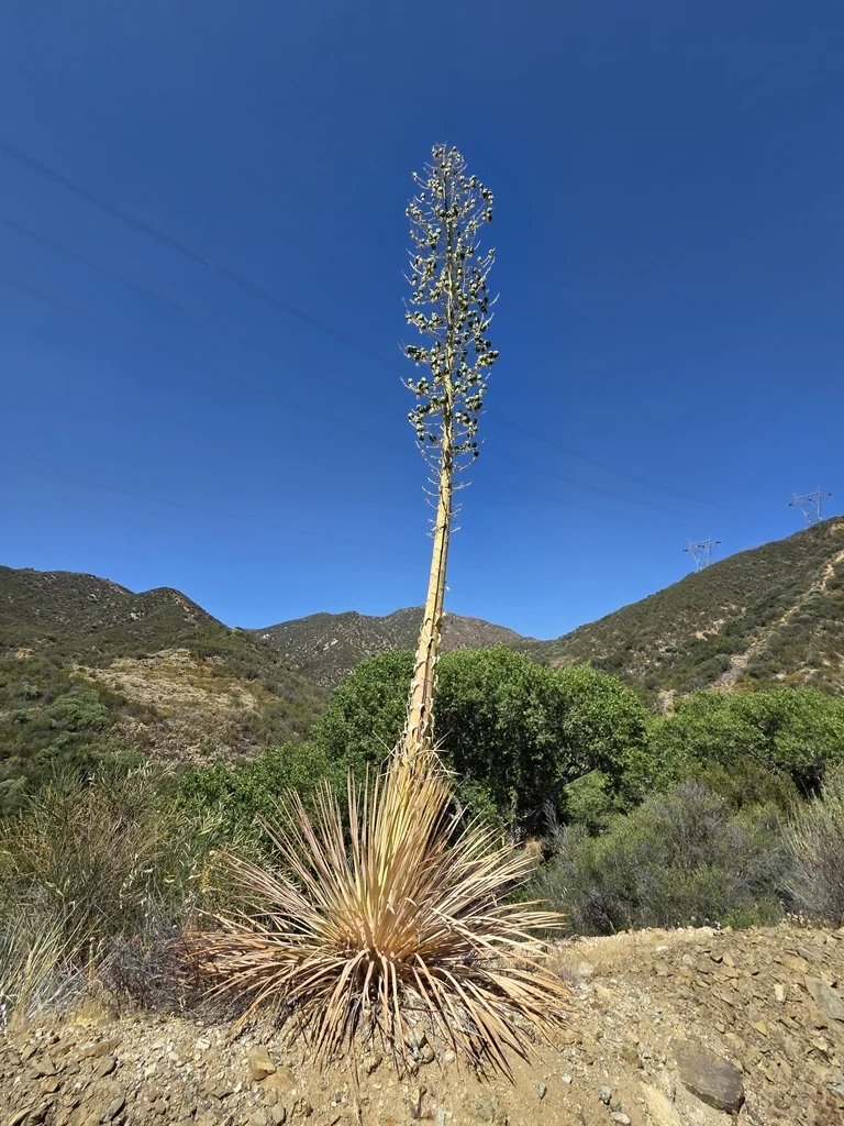 Yucca Whipplei
