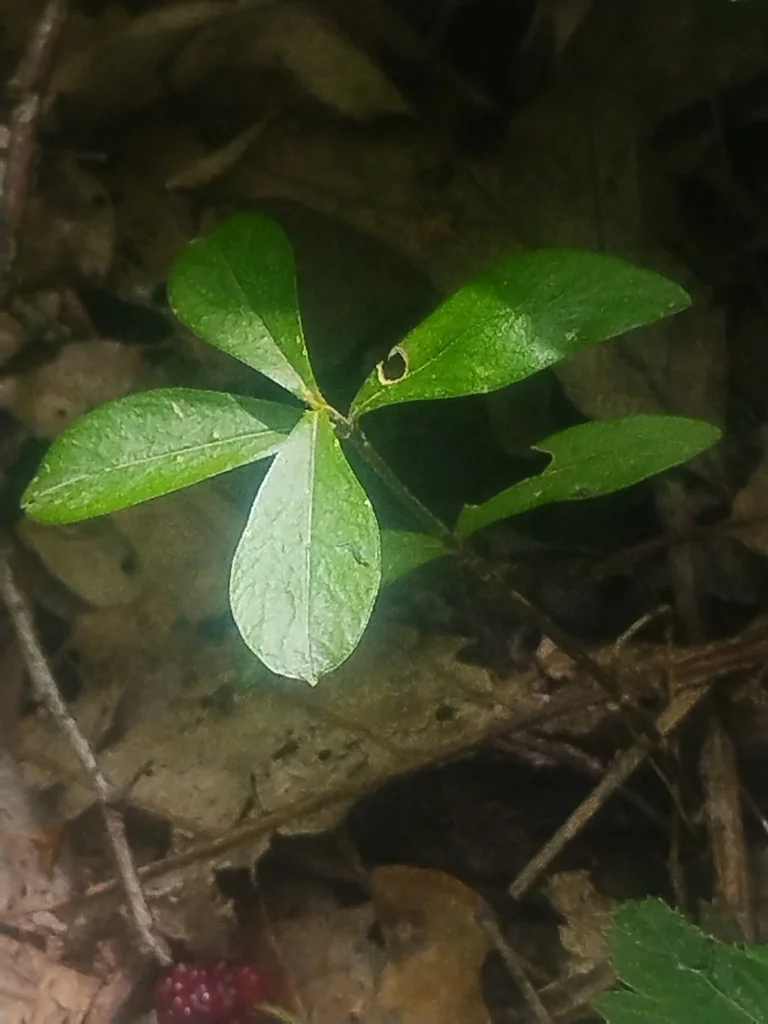 Phlox Divaricata