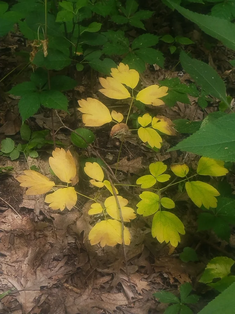 Caulophyllum Thalictroides