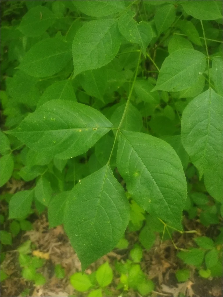 Staphylea Trifolia