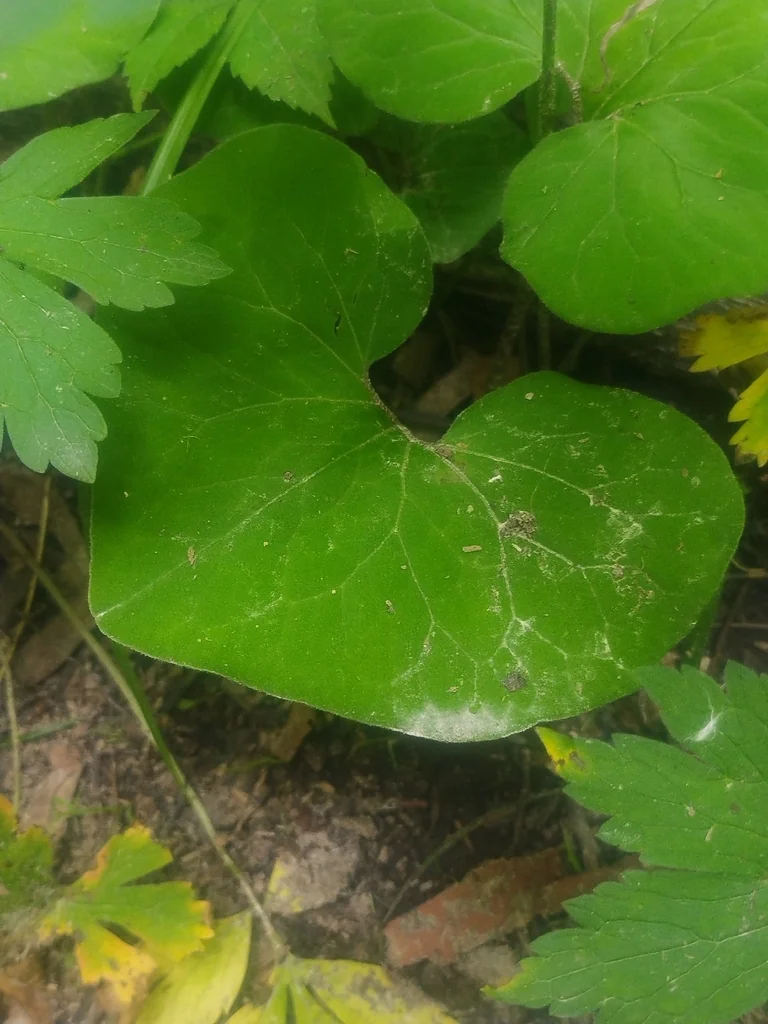 Asarum Canadense