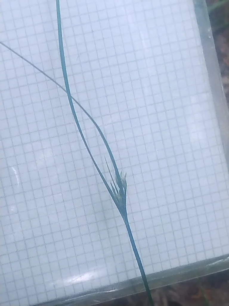 Juncus Tenuis