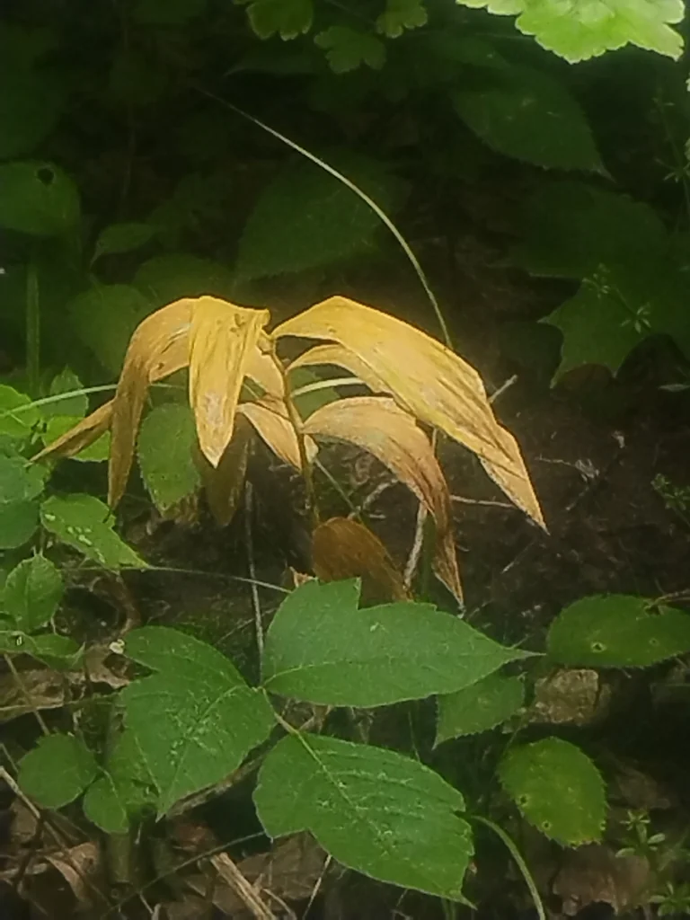 Polygonatum Biflorum