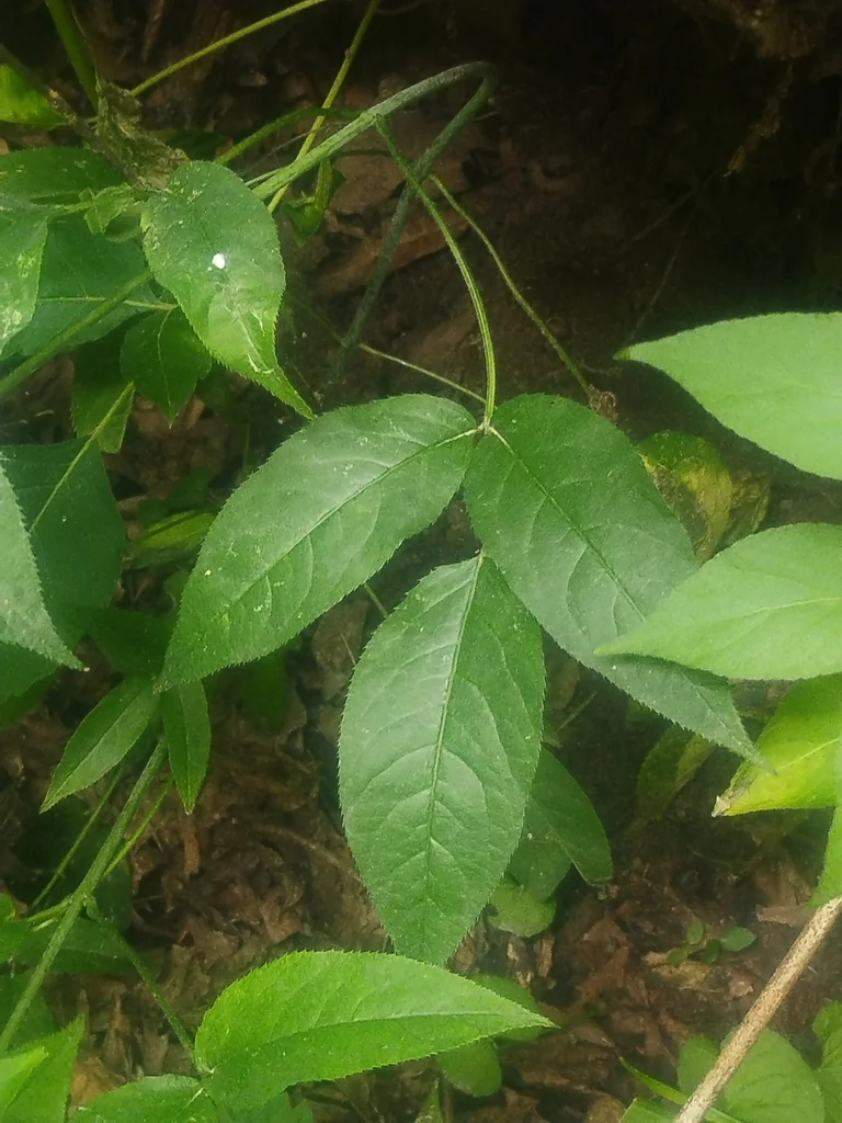 Staphylea Trifolia