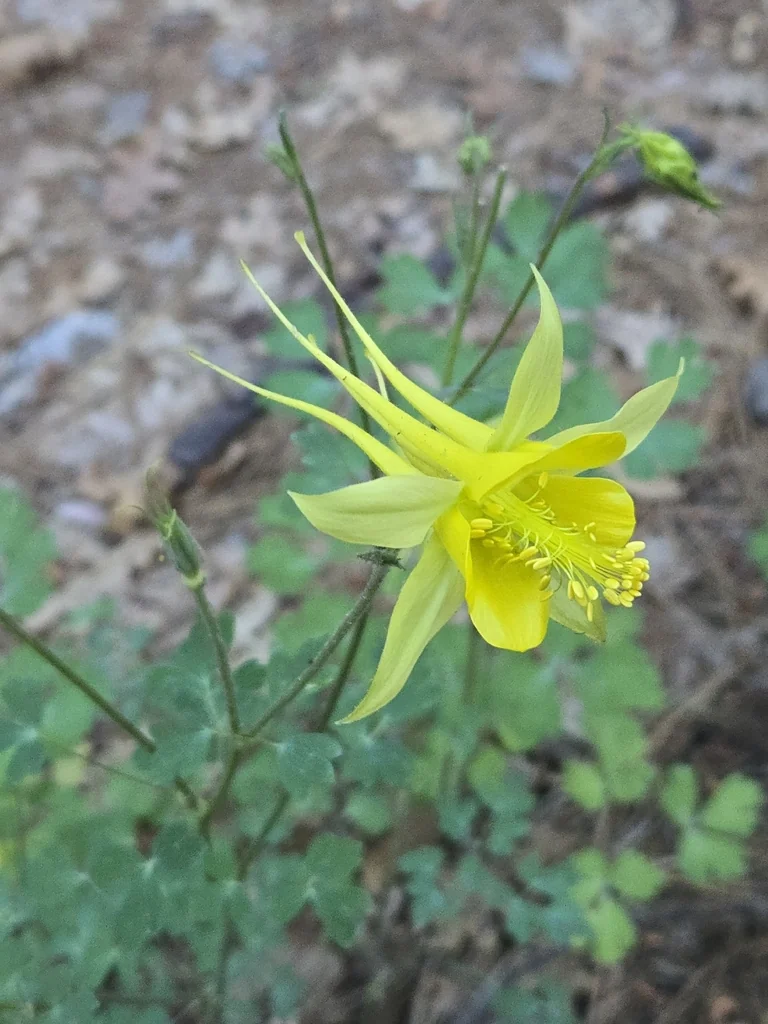 Aquilegia Chrysantha