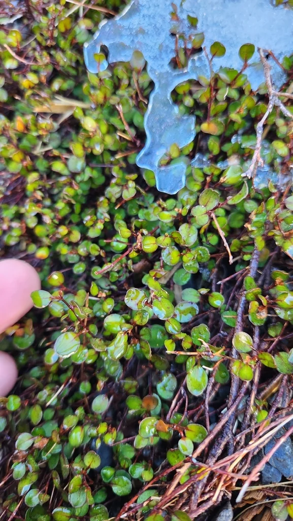 Muehlenbeckia axillaris