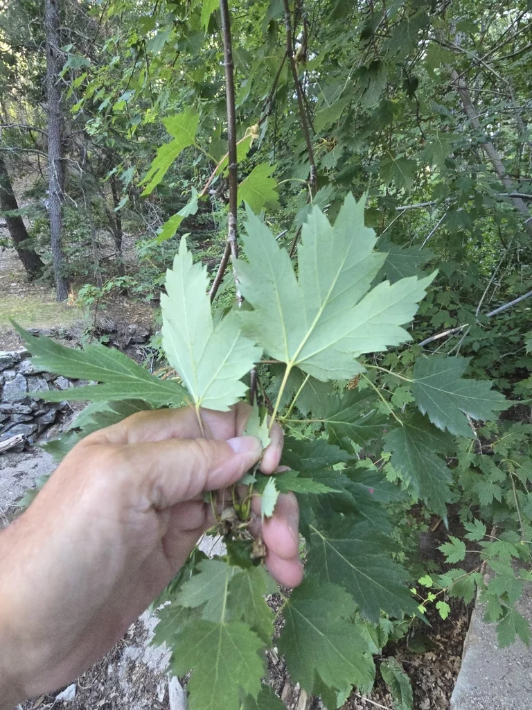 Acer Grandidentatum