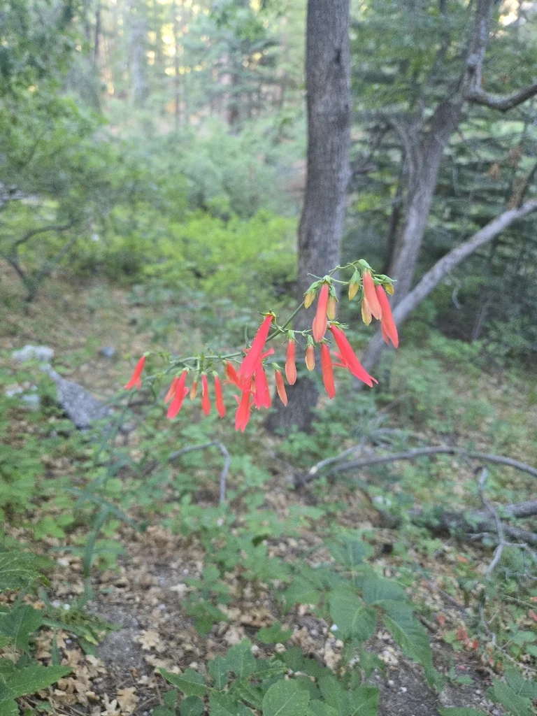 Penstemon barbatus