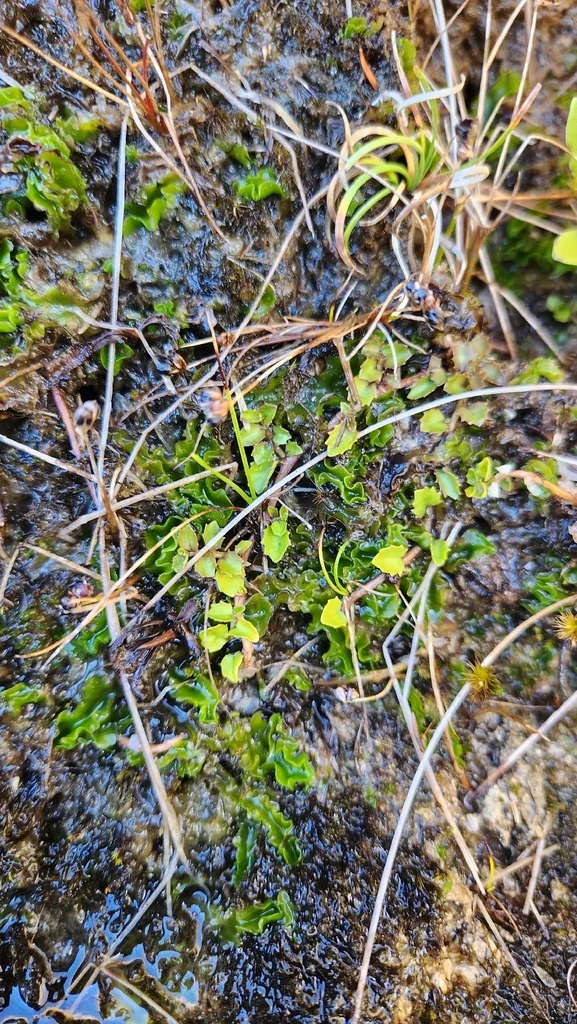 Pratia Angulata