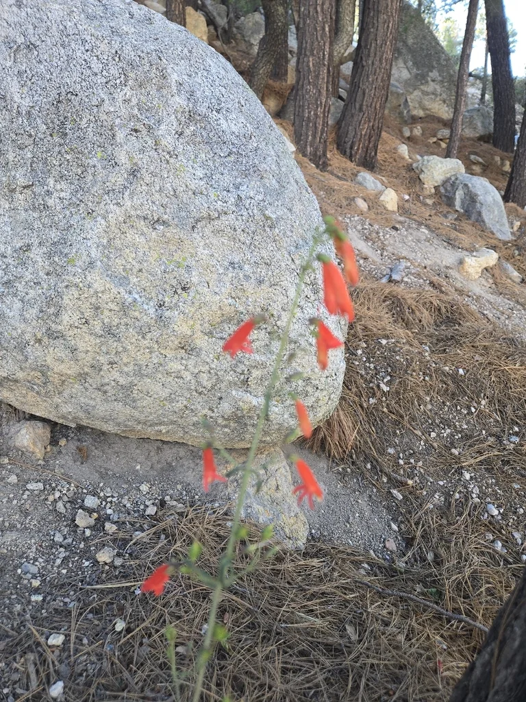 Penstemon barbatus