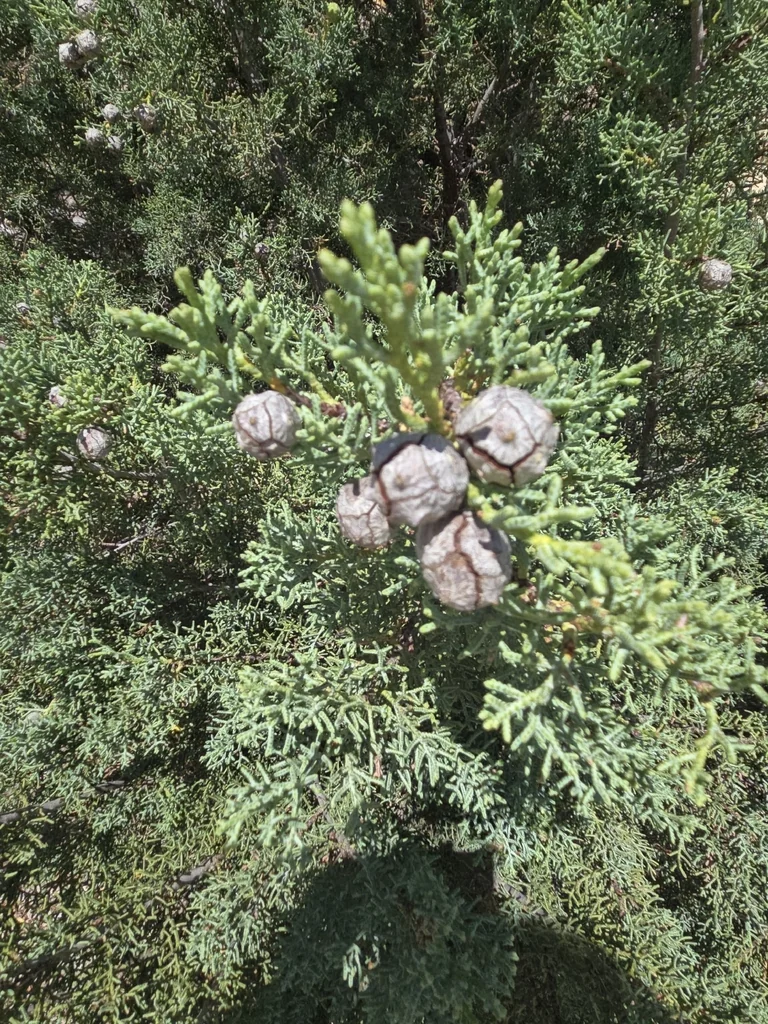 Cupressus Arizonica