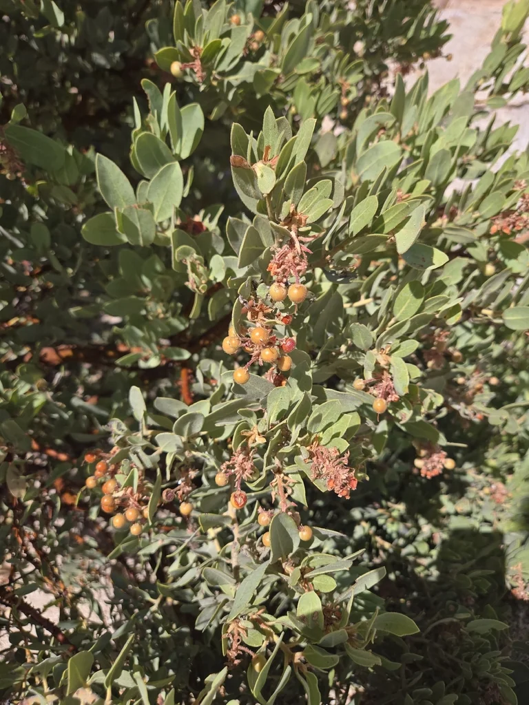 Arctostaphylos Pringlei