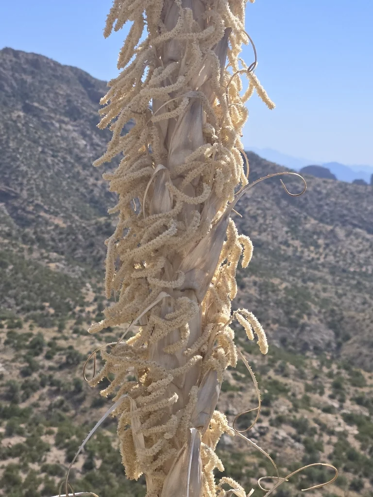 Dasylirion Wheeleri