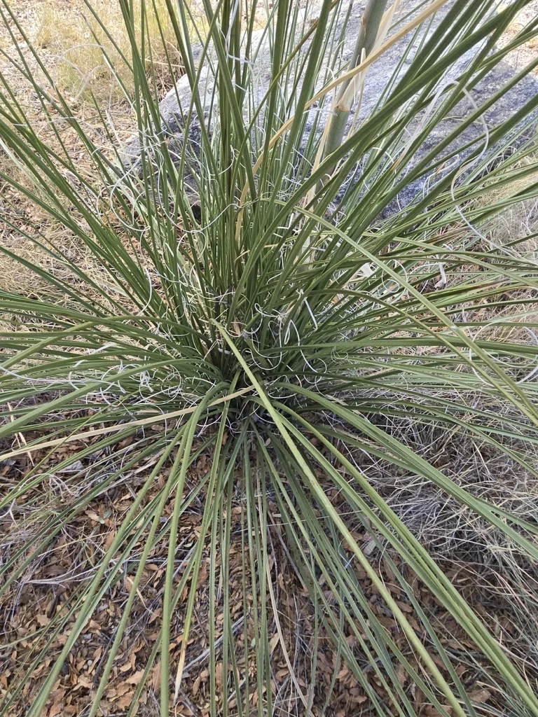 Nolina microcarpa