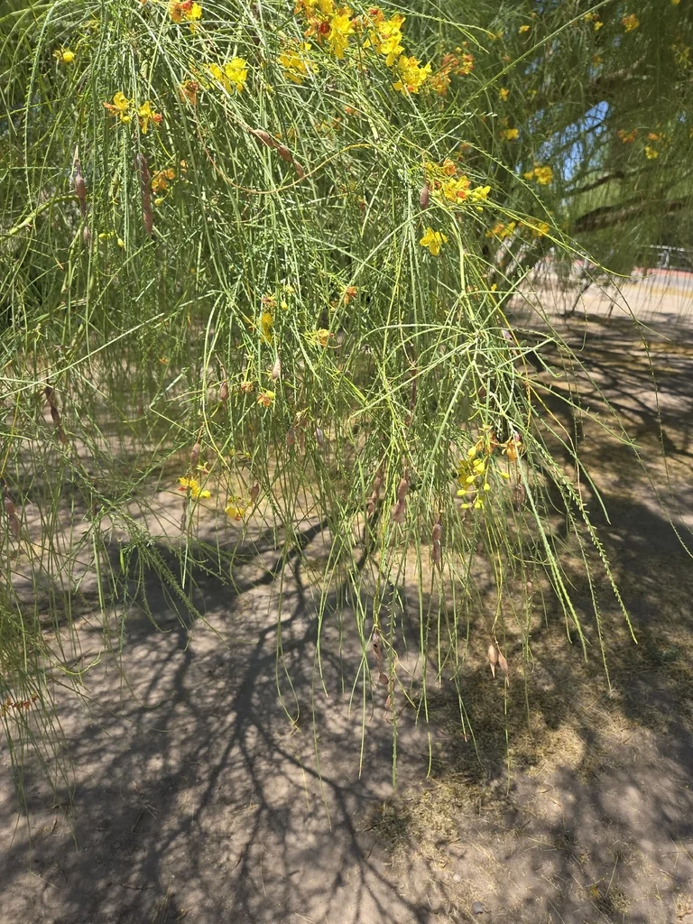Parkinsonia Aculeata