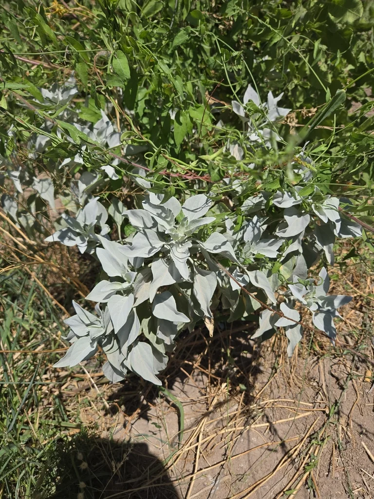 Encelia Farinosa