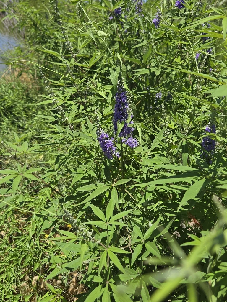 Vitex Agnus-Castus