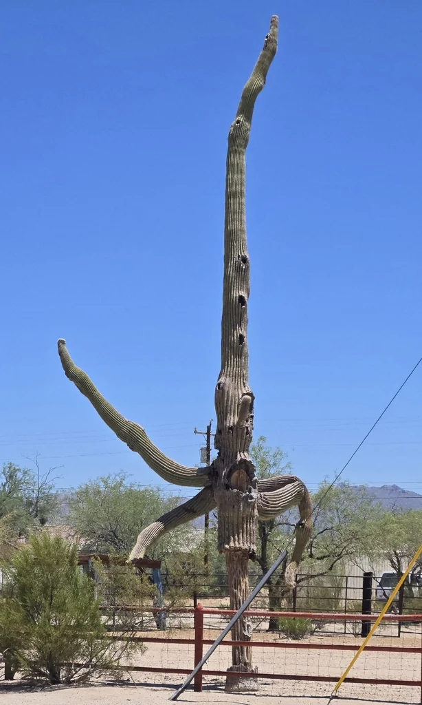 Carnegiea Gigantea