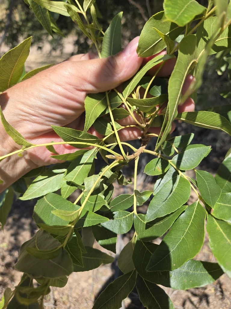 Carya illinoinensis