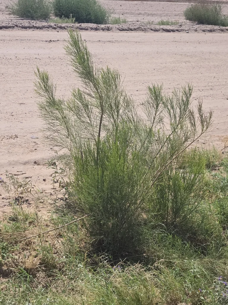 Baccharis Sarothroides