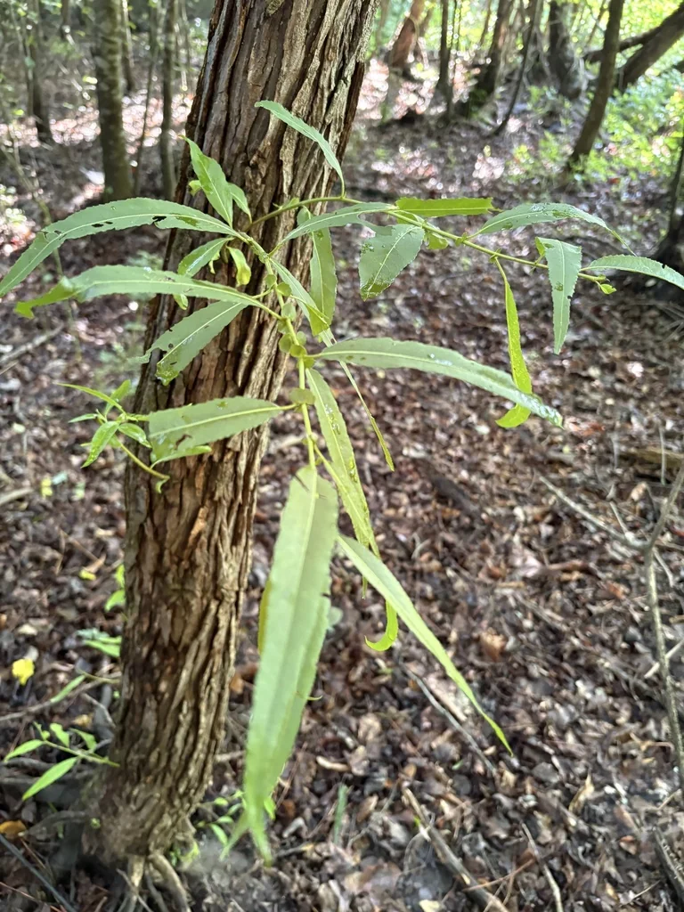 Salix Nigra