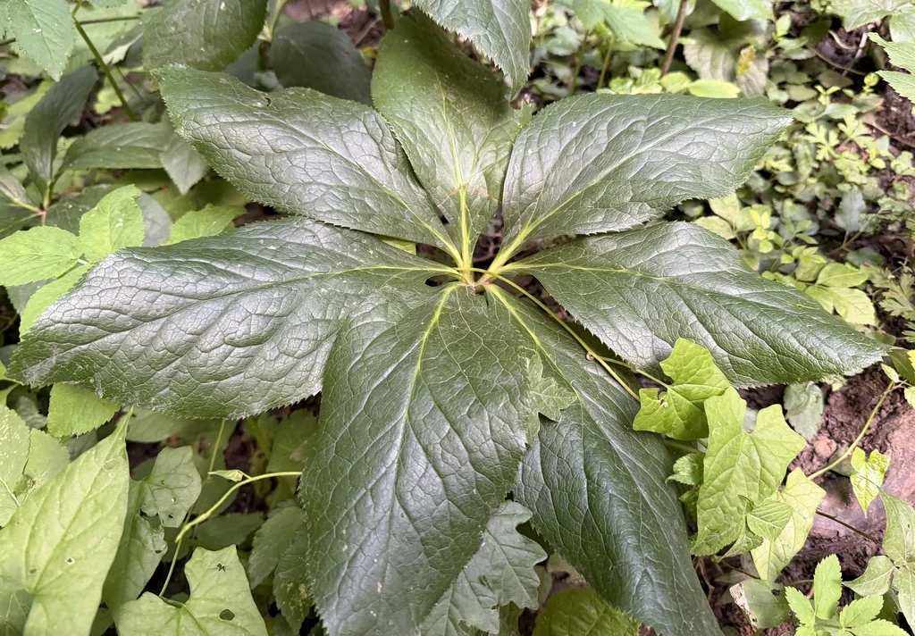 Helleborus Orientalis