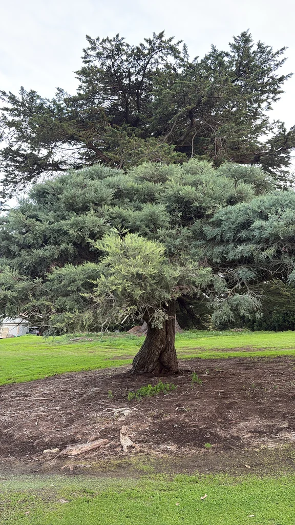 Platycladus Orientalis