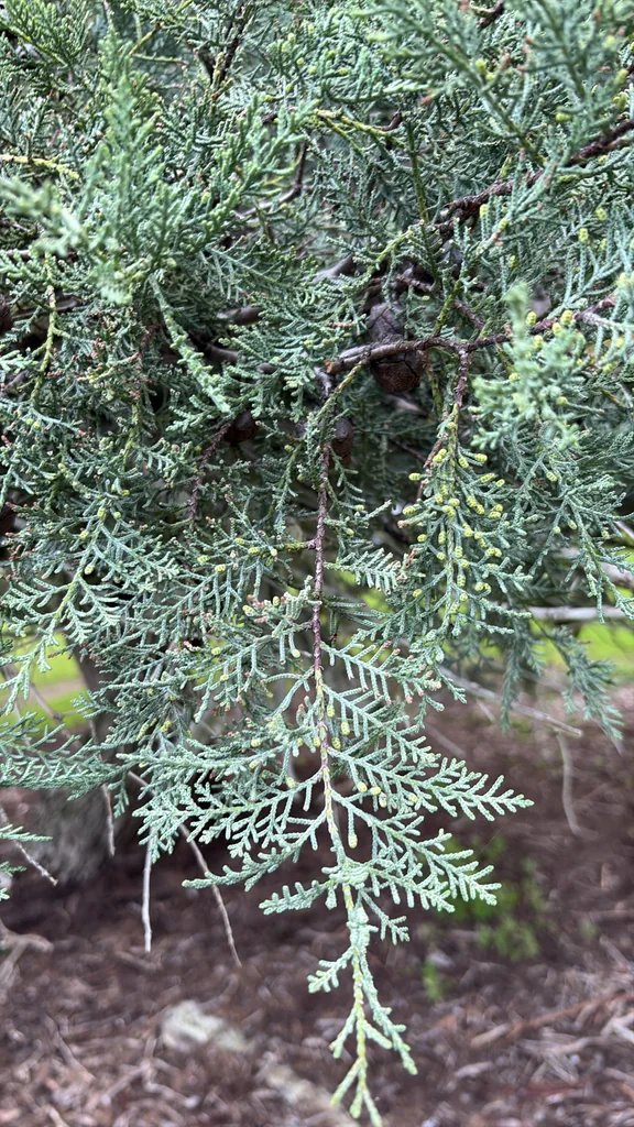 Platycladus Orientalis