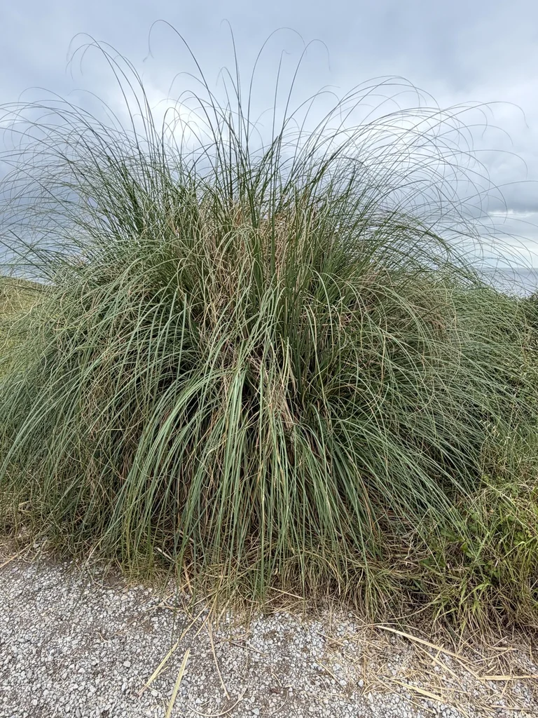 Cortaderia Selloana