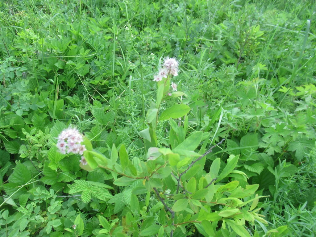 Spiraea Arguta